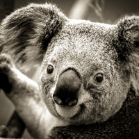 Australia Koala South Pacific Destinations